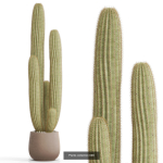 Plants collection vol 15