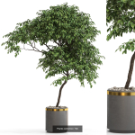 Plants collection vol 15