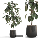 Plants collection vol 15