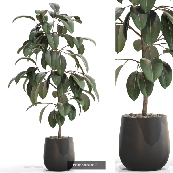 Plants collection vol 15