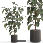 Plants collection vol 15