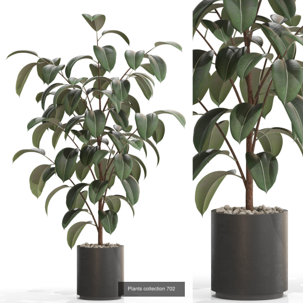 Plants collection vol 15
