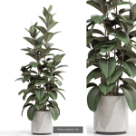 Plants collection vol 15