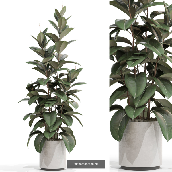 Plants collection vol 15