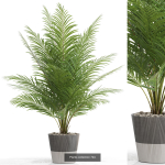 Plants collection vol 15