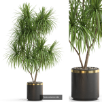 Plants collection vol 15