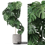 Plants collection vol 18