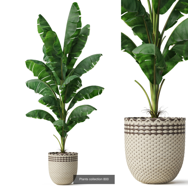Plants collection vol 18