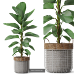 Plants collection vol 18