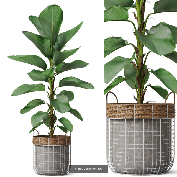 Plants collection vol 18
