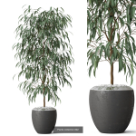 Plants collection vol 18