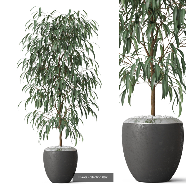 Plants collection vol 18