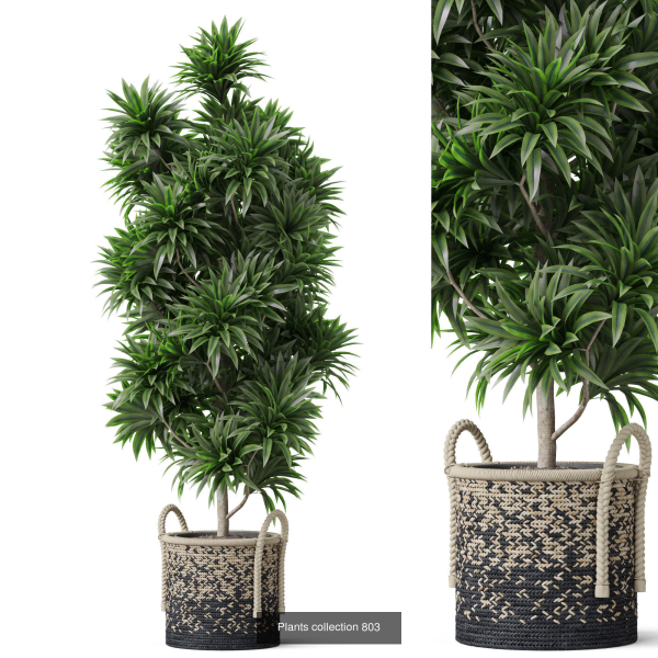 Plants collection vol 18