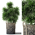 Plants collection vol 18