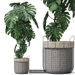 Plants collection vol 18