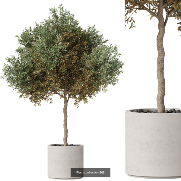 Plants collection vol 18
