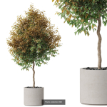 Plants collection vol 18