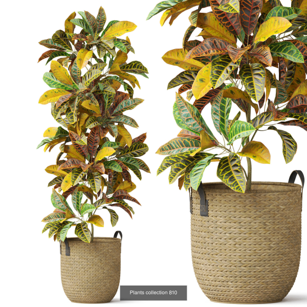 Plants collection vol 18