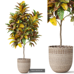 Plants collection vol 18