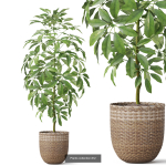 Plants collection vol 18