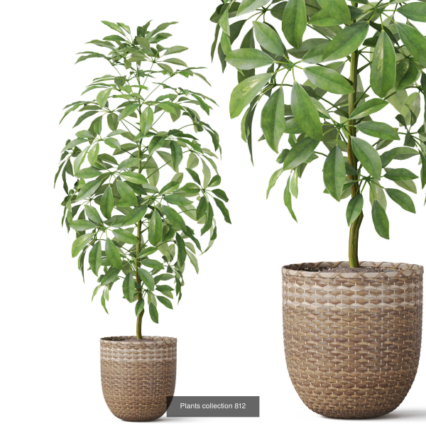 Plants collection vol 18