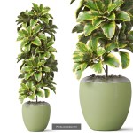 Plants collection vol 18
