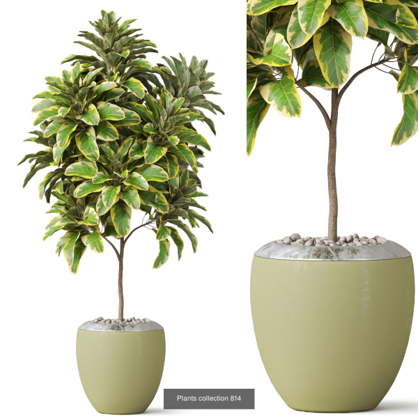 Plants collection vol 18