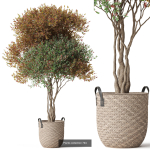 Plants collection vol 18