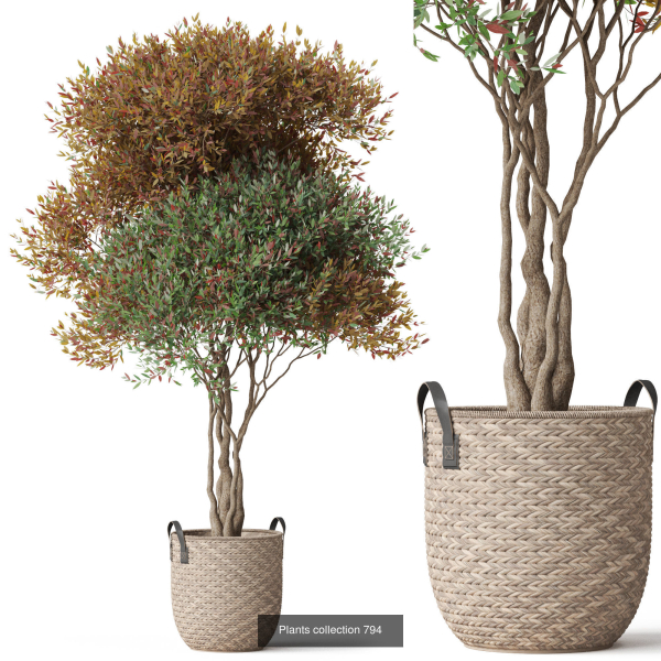 Plants collection vol 18