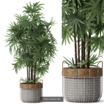Plants collection vol 18