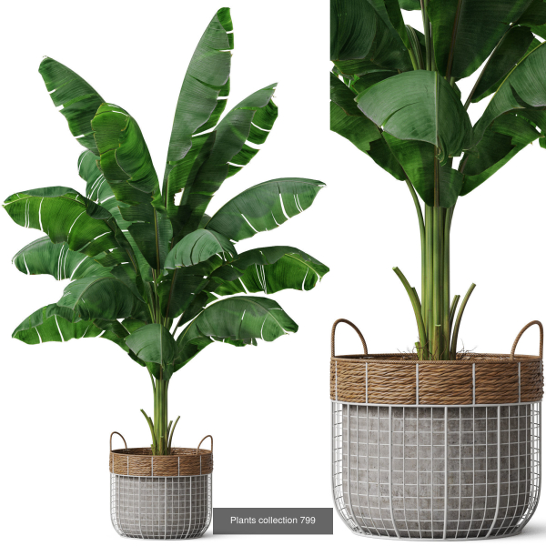 Plants collection vol 18