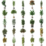 Plants collection vol 18