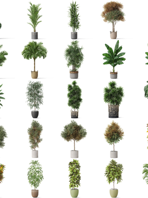 Plants collection vol 18