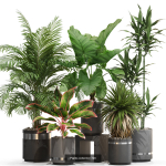Plants collection vol 21
