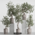 Plants collection vol 21