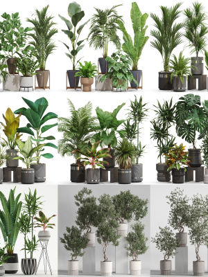 Plants collection vol 21