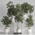 Plants collection vol 21