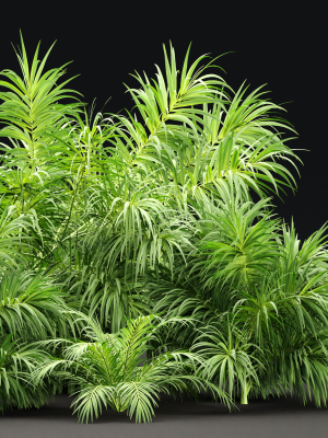 plants-collection-vol-237-3d-model-0386acefed