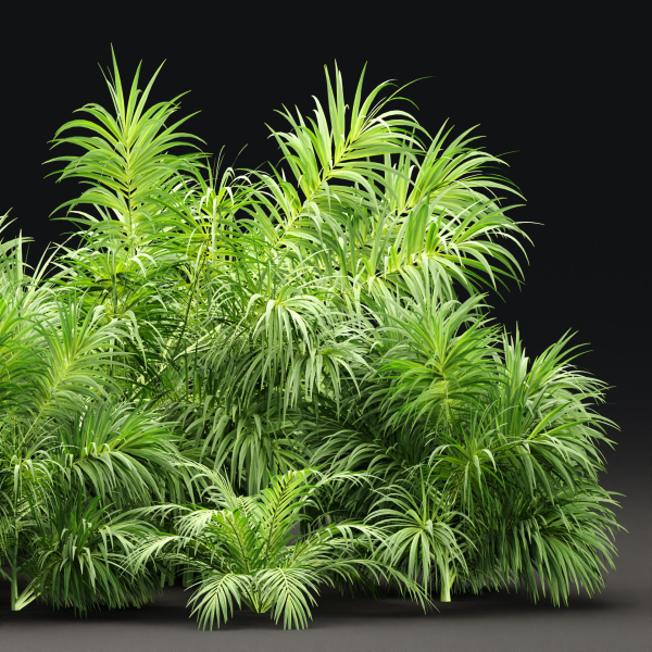 Plants collection vol 237