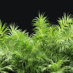 Plants collection vol 237