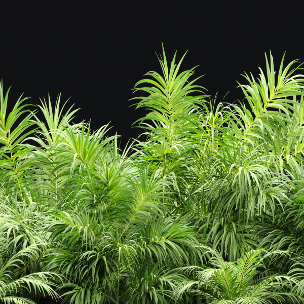 Plants collection vol 237
