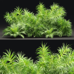 Plants collection vol 237