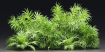 Plants collection vol 237