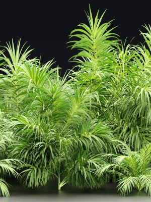 Plants collection vol 237