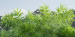 Plants collection vol 237-Blender