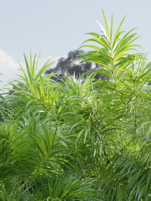 plants-collection-vol-237-blender-3d-model-71547df91e