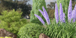 Plants for outdoor collection vol 177-Blender