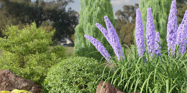 Plants for outdoor collection vol 177-Blender