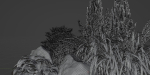 Plants for outdoor collection vol 177-Blender