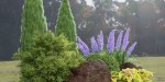 Plants for outdoor collection vol 177-Blender